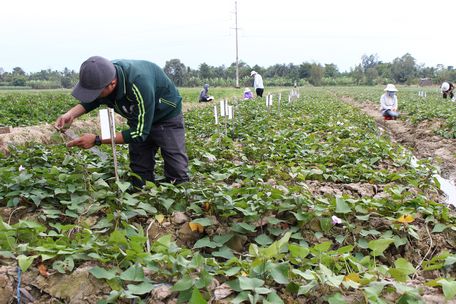 1769700696_images2106926_BVL_BX_BTan_1.jfif